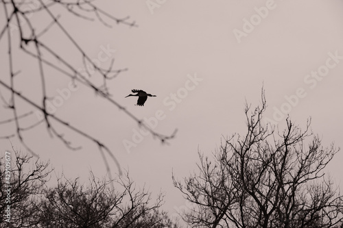 Huge bird of stork or pelican on sky behind the dried and withered trees background with sky in Karacabey floodplain.