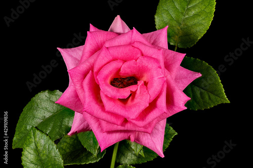 A Single Pink Rose Flower with Green Leaves Isolated on a Black Background. 