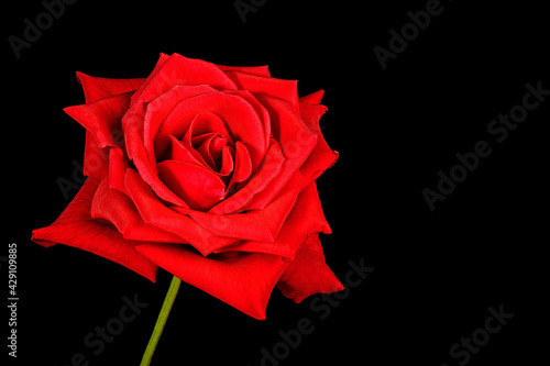 A Single Red Rose Isolated on Black Background.