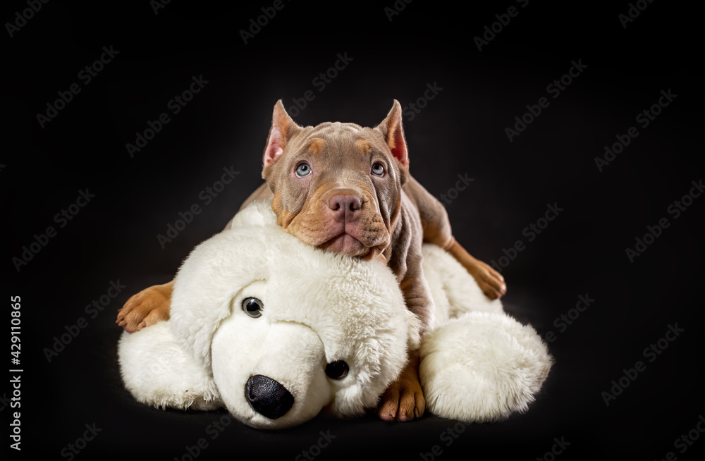 American bully breed puppy. The hunter dog defeated the victim - a polar bear (toy). Studio portrait at black background. American bully breed puppy. The hunter dog defeated the victim - a polar bear (toy). Studio portrait at black background.