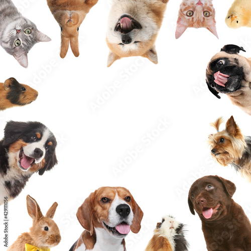 Cute different animals on white background, collage
