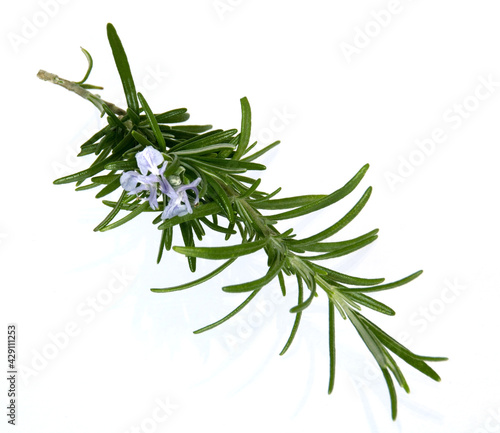 branch of rosemary isolated