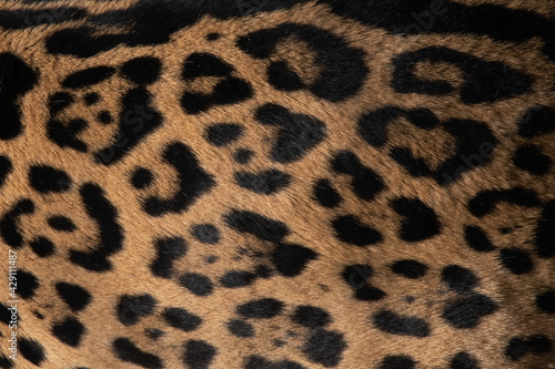 North American Jaguar Fur Pattern Close Up