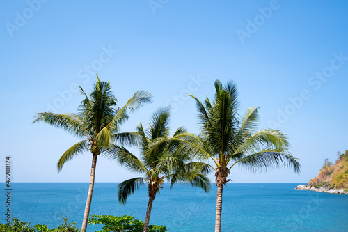 Coconut palm trees against blue sky background beautiful tropical sea summer background © panya99