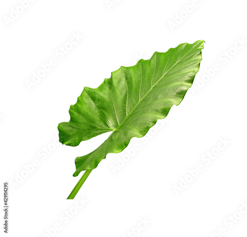 Alocasia leaf isolated on white background. Elephant ear, Giant alocasia or Giant taro , popular ornamental plants