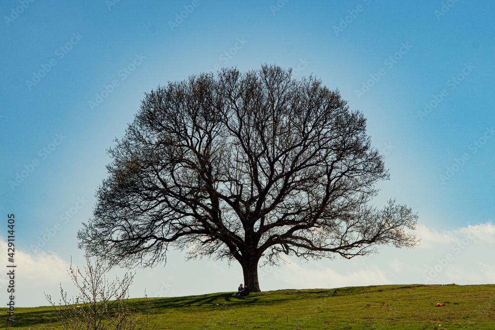 Obraz premium tree on a hill