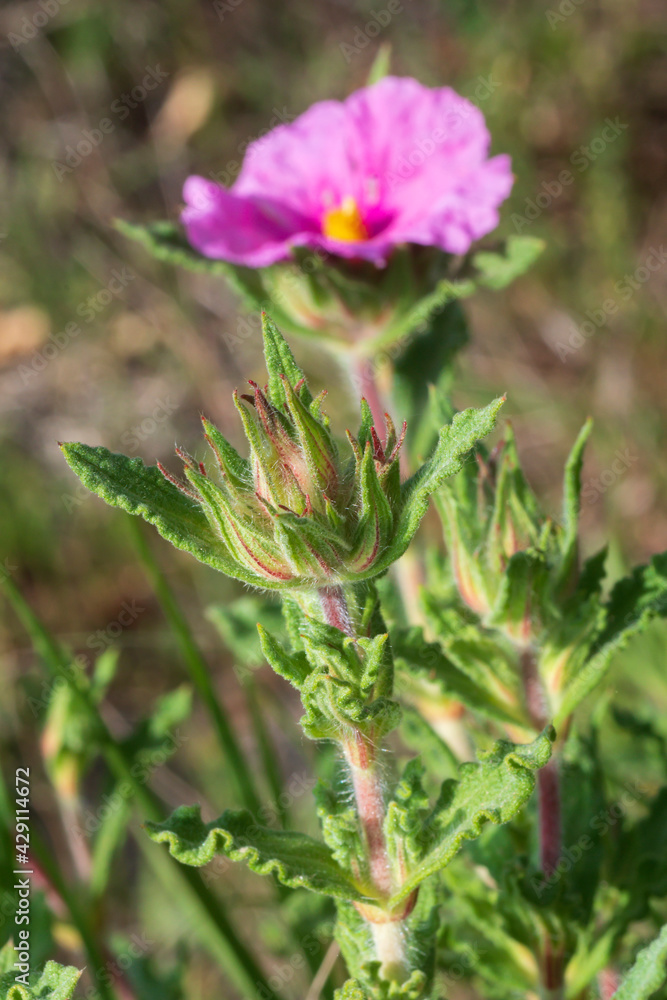 Close up view of a plant of Cistus crispus, a Mediterranean species of rockrose. Close up view of a plant of Cistus crispus, a Mediterranean species of rockrose.