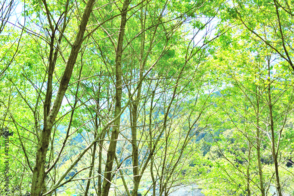 Naklejka premium クヌギ林の春