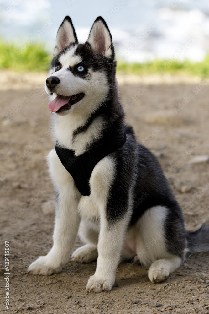 8-Week-Old Attentive Siberian Husky f8-Week-Old Attentive Siberian Husky female puppy with different colored eyes. Outdoors in Northern California.emale puppy. Outdoors in Northern California. 8-Week-Old Attentive Siberian Husky f8-Week-Old Attentive Siberian Husky female puppy with different colored eyes. Outdoors in Northern California.emale puppy. Outdoors in Northern California.