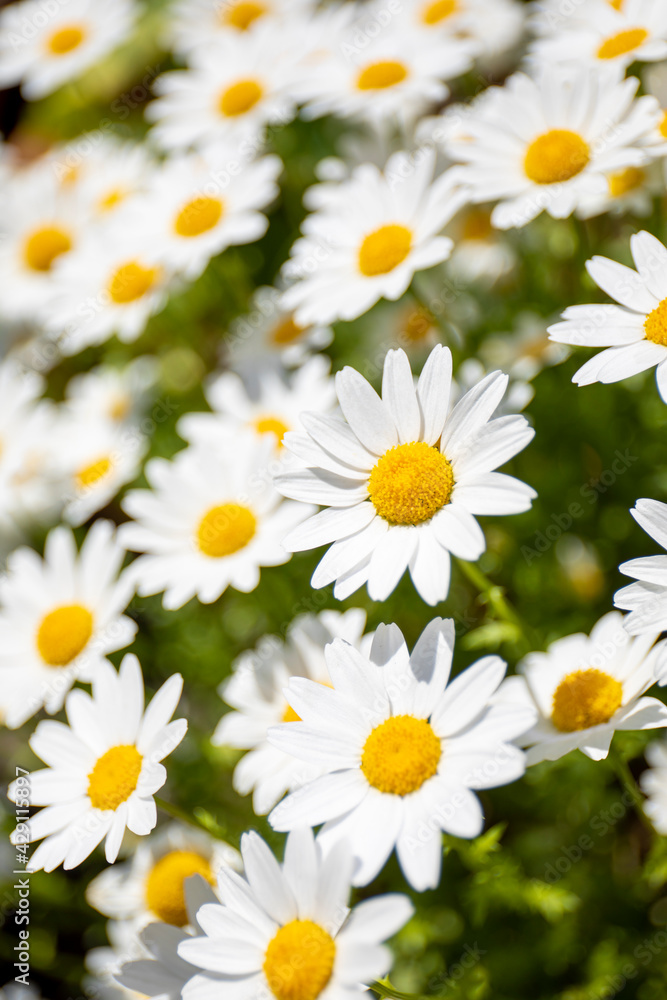 daisy デイジー 花の庭