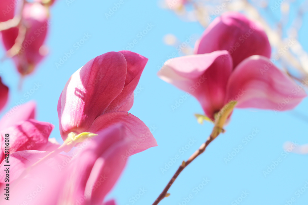 Fototapeta premium pink magnolia flowers on blue sky background