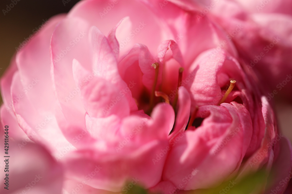 close up of pink cherry flower close up of pink cherry flower