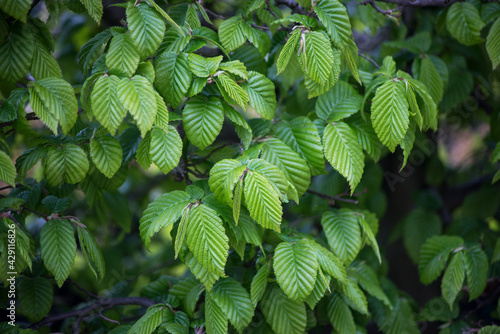 closeup of hornbeam leaves in hedge at spring photo