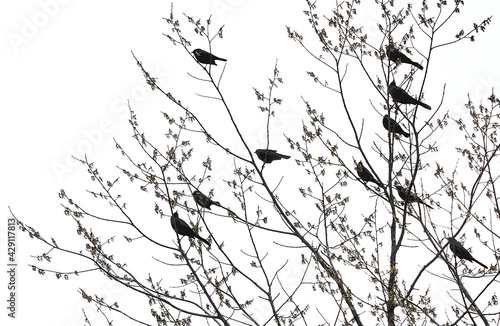 Photography A high contrast image of black birds congregating in a tree with small leaves bu