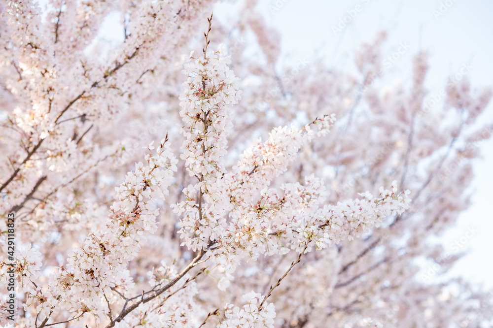 Branches of Japanese cherry blossoms Branches of Japanese cherry blossoms