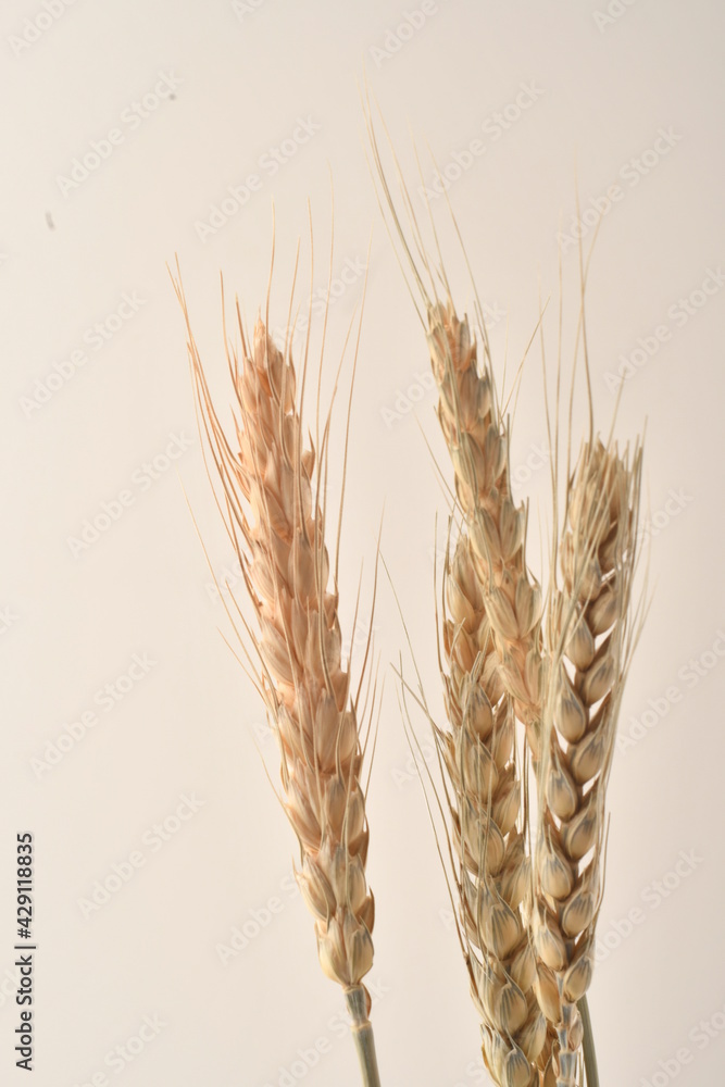 Golden wheat on a white background. Close up of ripe ears of wheat.
Golden wheat on a white background. Close up of ripe ears of wheat.