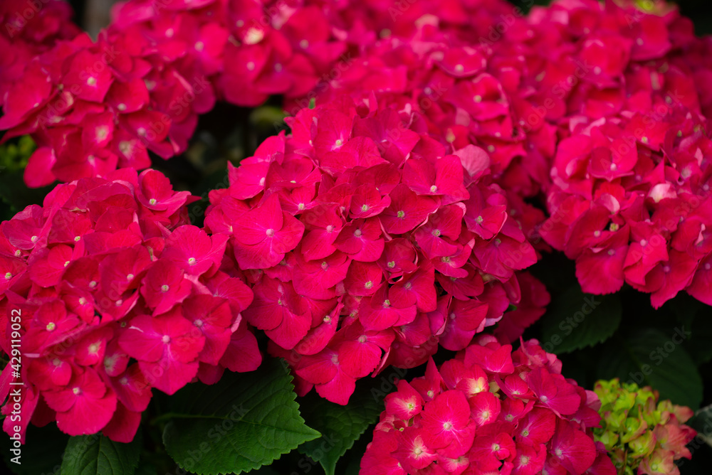 Fototapeta premium bigleaf hydrangea garden botany flower color red natural