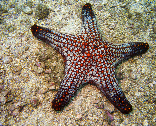 Red and white pin cushion starfish underwater off the Pelonas Islands, Costa Rica