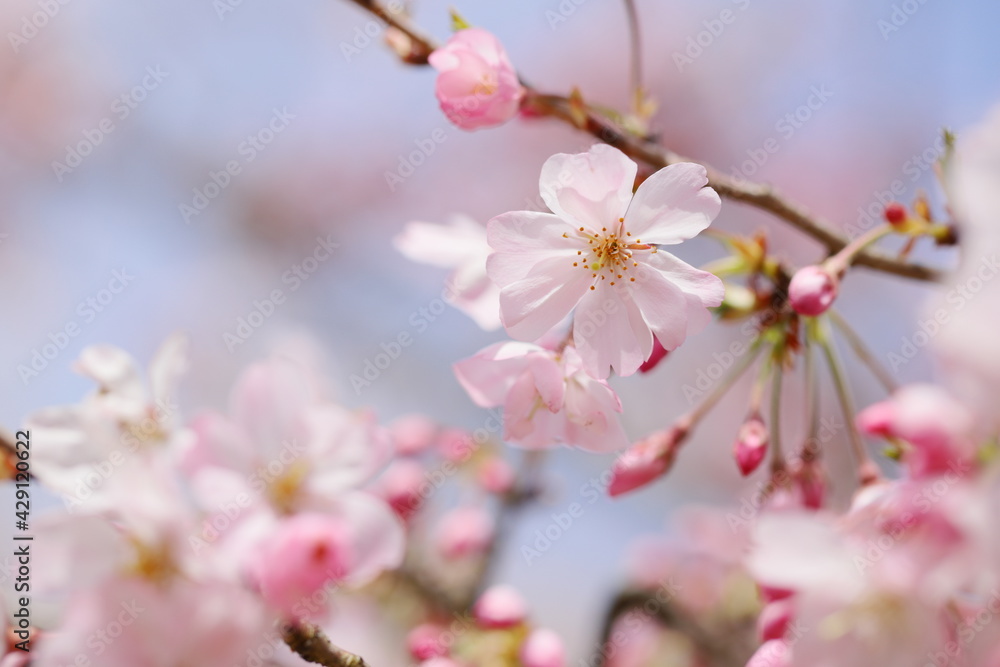 薄桃色の思川桜