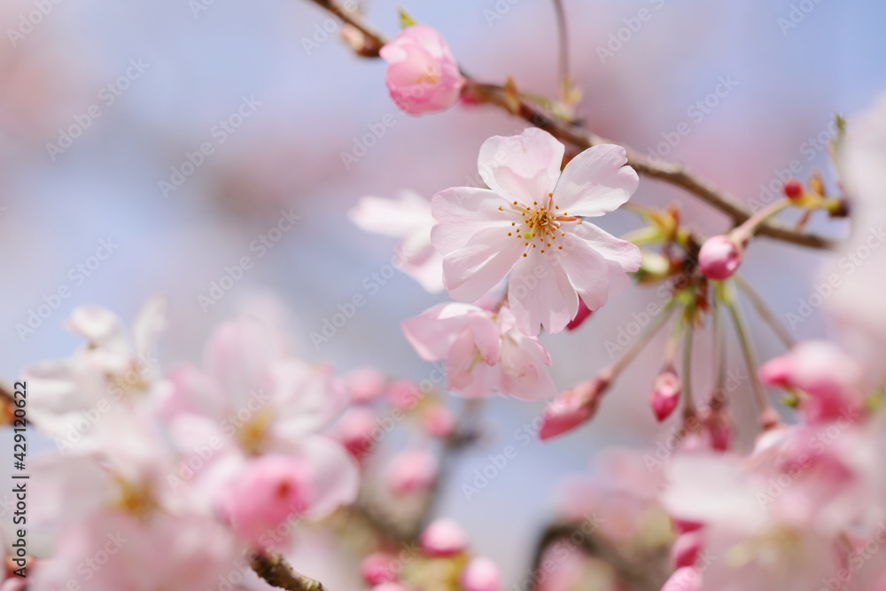 薄桃色の思川桜 薄桃色の思川桜