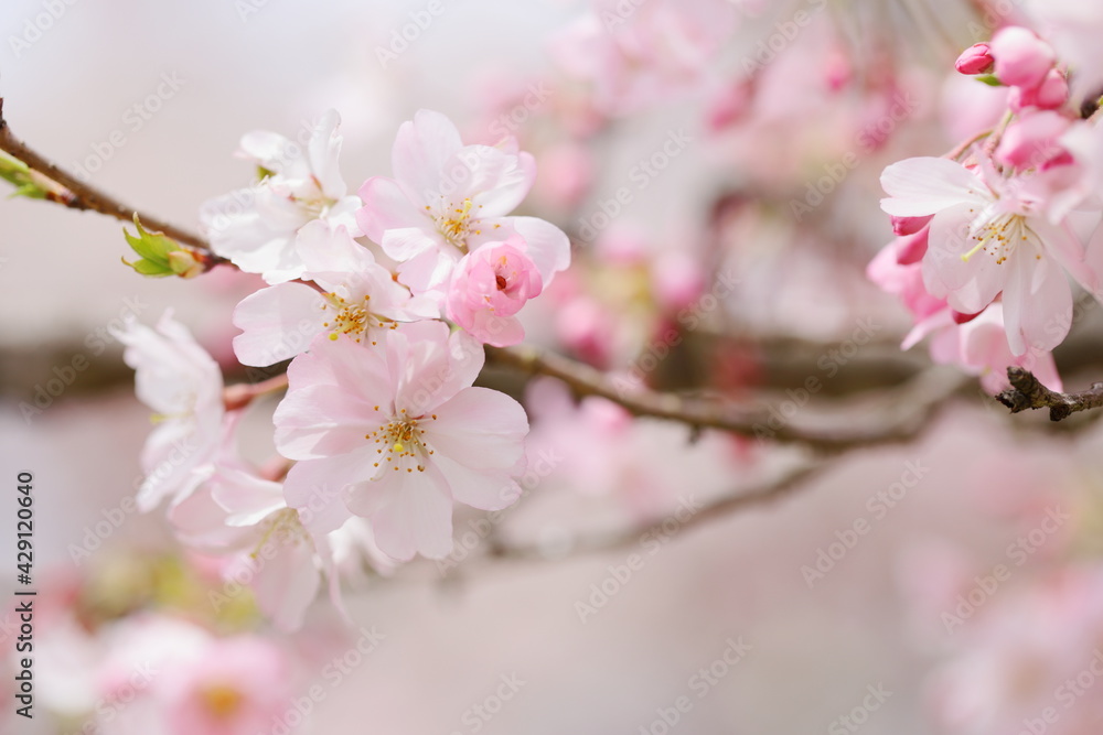 薄桃色の思川桜 薄桃色の思川桜
