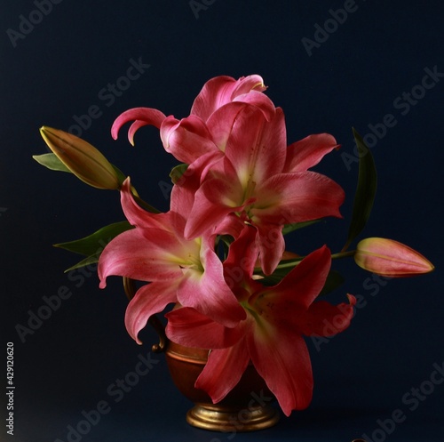 Pink lilies on dark background 