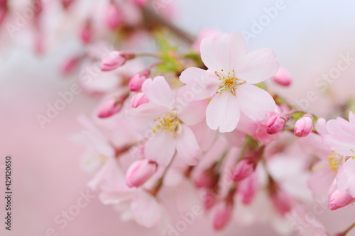 淡いピンク色の思川桜 © naname21