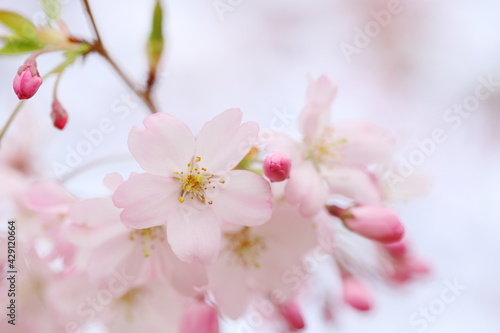 満開の思川桜