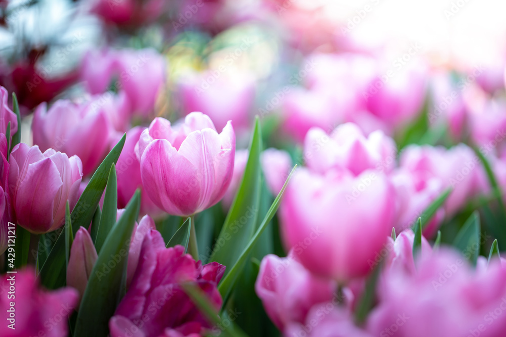 Beautiful bouquet of tulips. colorful tulips. nature background Beautiful bouquet of tulips. colorful tulips. nature background