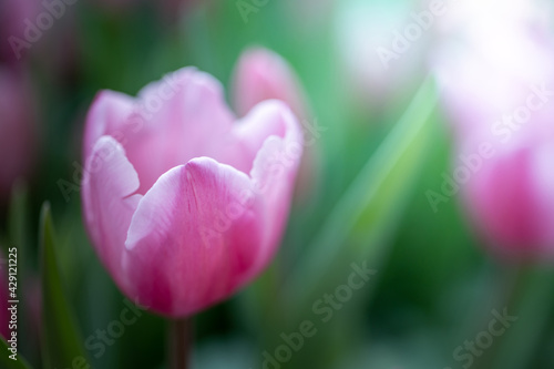 Beautiful bouquet of tulips. colorful tulips. nature background