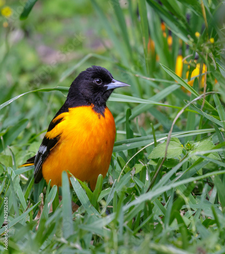 Φωτογραφία Baltimore oriole (Icterus galbula) male in the grass, Galveston, Texas, USA