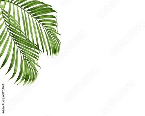 green palm leaves on white background