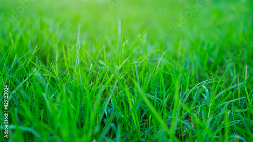Green grass fresh texture background. grow meadow lawn farm close up in season summer. saving environment Earth Day, conservation, forest day, card for world earth concept.