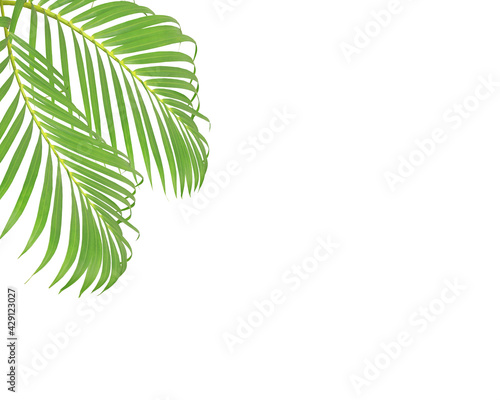 green palm leaves on white background