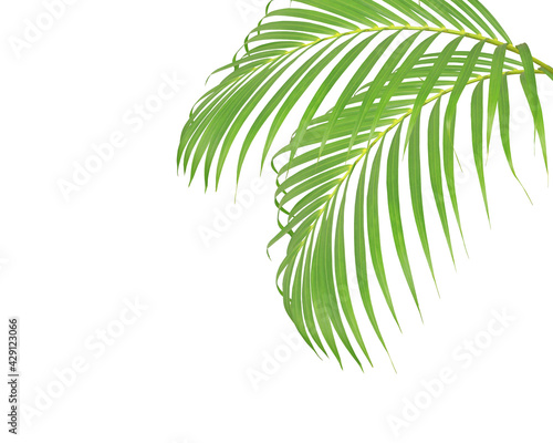 green palm leaves on white background