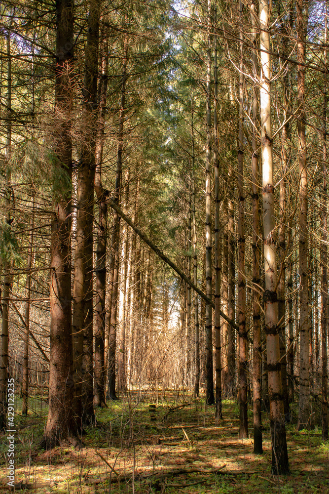 Obraz premium footpath in the woods