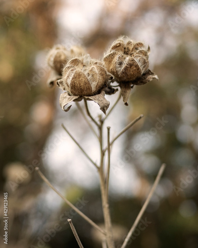 Dry seed head © ohira02