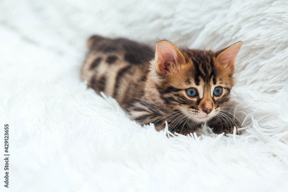 Cute dark grey charcoal bengal kitten on a furry white blanket. Cute dark grey charcoal bengal kitten on a furry white blanket.