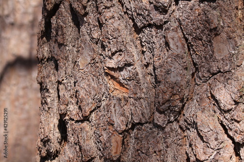 Bark of a tree trunk
