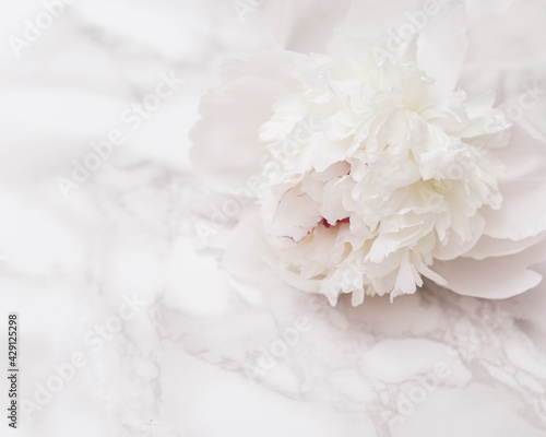 White peony flower on on marble texture. Summer blossoming bright peonies, summer or spring seasonal floral design © yrabota
