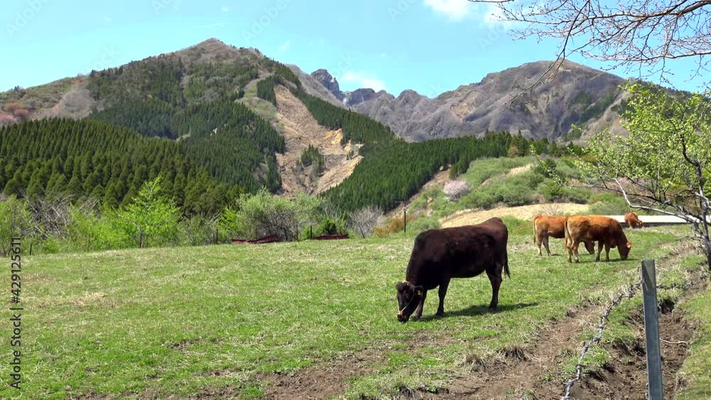熊本阿蘇の根子岳と登山口にある牧場 春の陽気の中の黒牛と赤牛