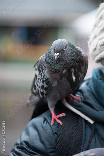 a beautiful pigeon sits on his hand and waits for food