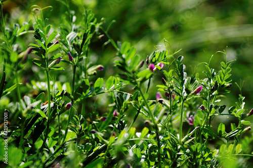 close up of a green bush © osamu sakairi