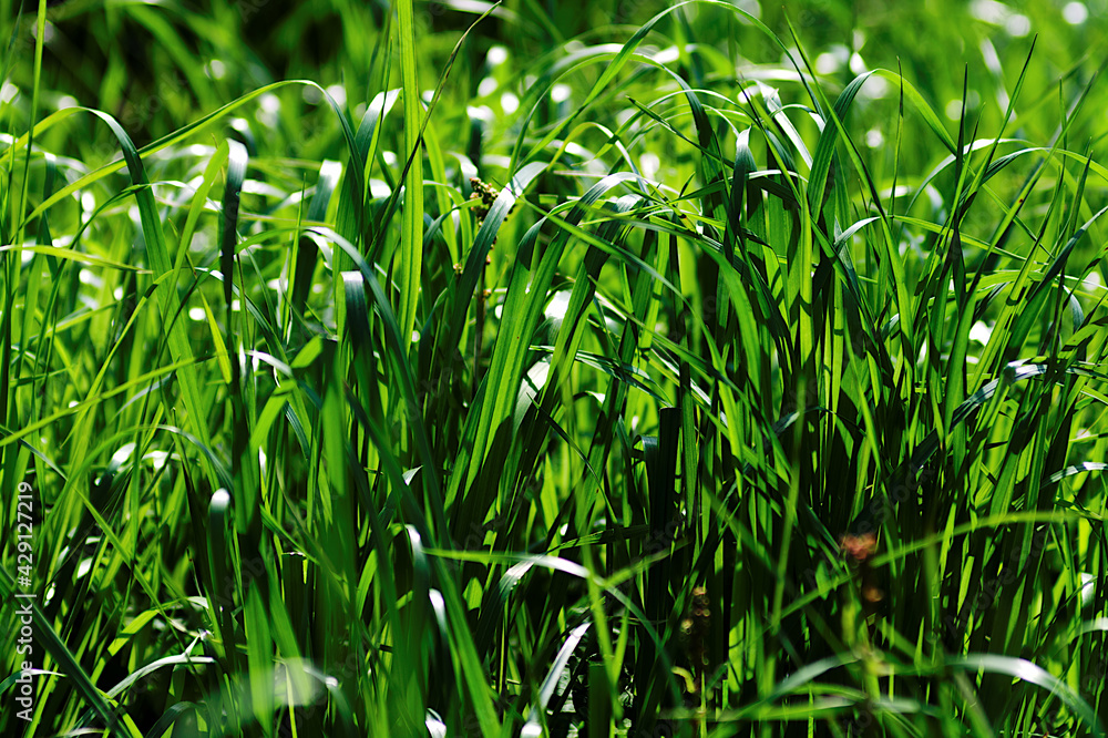 green grass in the wind green grass in the wind