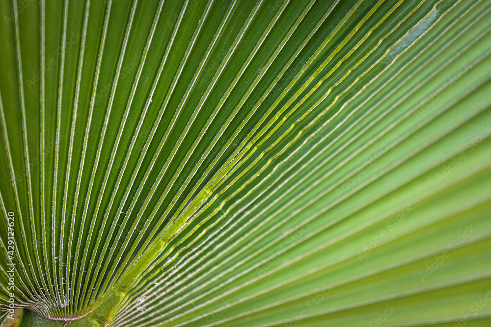 Obraz premium Close-up of a bright green leaf of a palm tree under the bright tropical sun. A leaf of a palm tree that looks like a folded sheet of paper