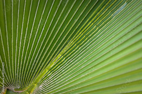 Close-up of a bright green leaf of a palm tree under the bright tropical sun. A leaf of a palm tree that looks like a folded sheet of paper