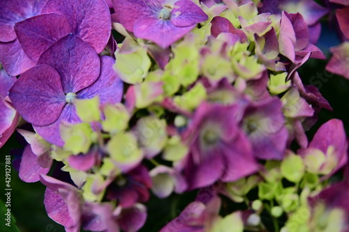 Beautiful purple hydrangeas in the spring.