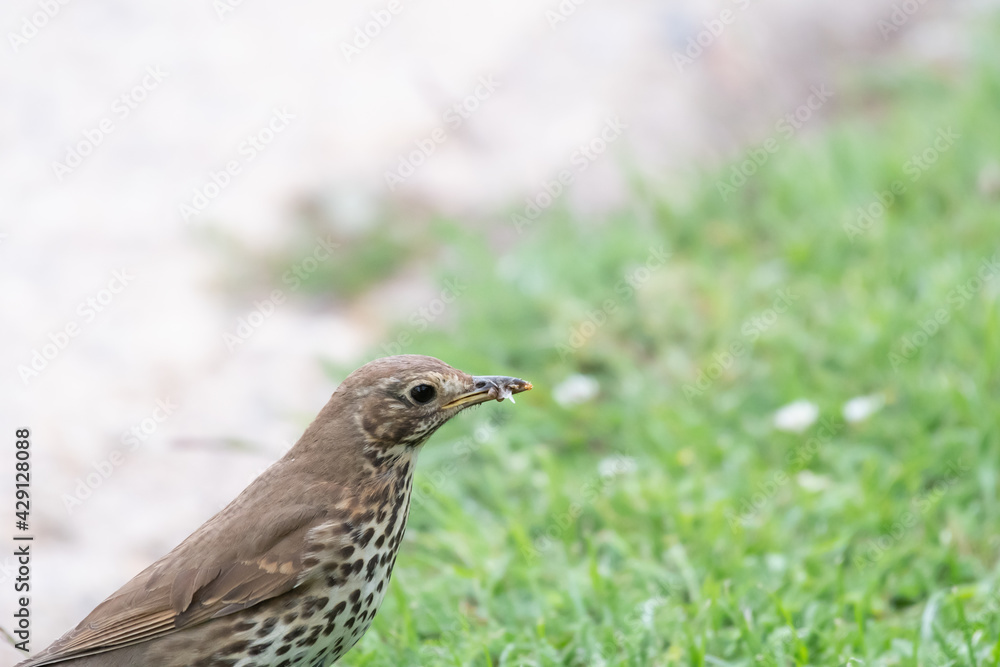 Song Thrush collecting a beakful of insects to feed to her young in UK springtime Song Thrush collecting a beakful of insects to feed to her young in UK springtime