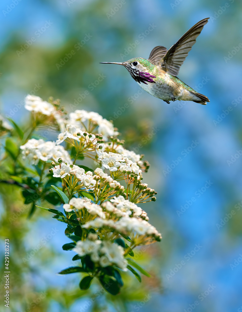 Fototapeta premium Hummingbird hovering close to white flowering plants
