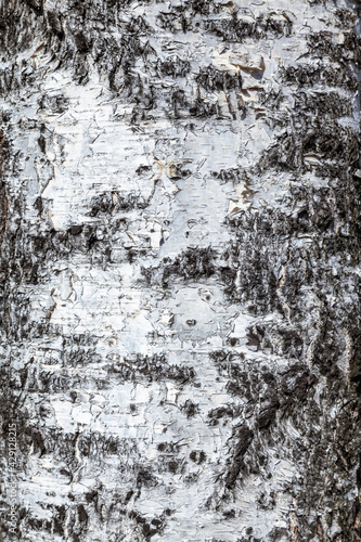 Fototapeta Naklejka Na Ścianę i Meble -  Close-up fragment of birch bark. Wooden background.